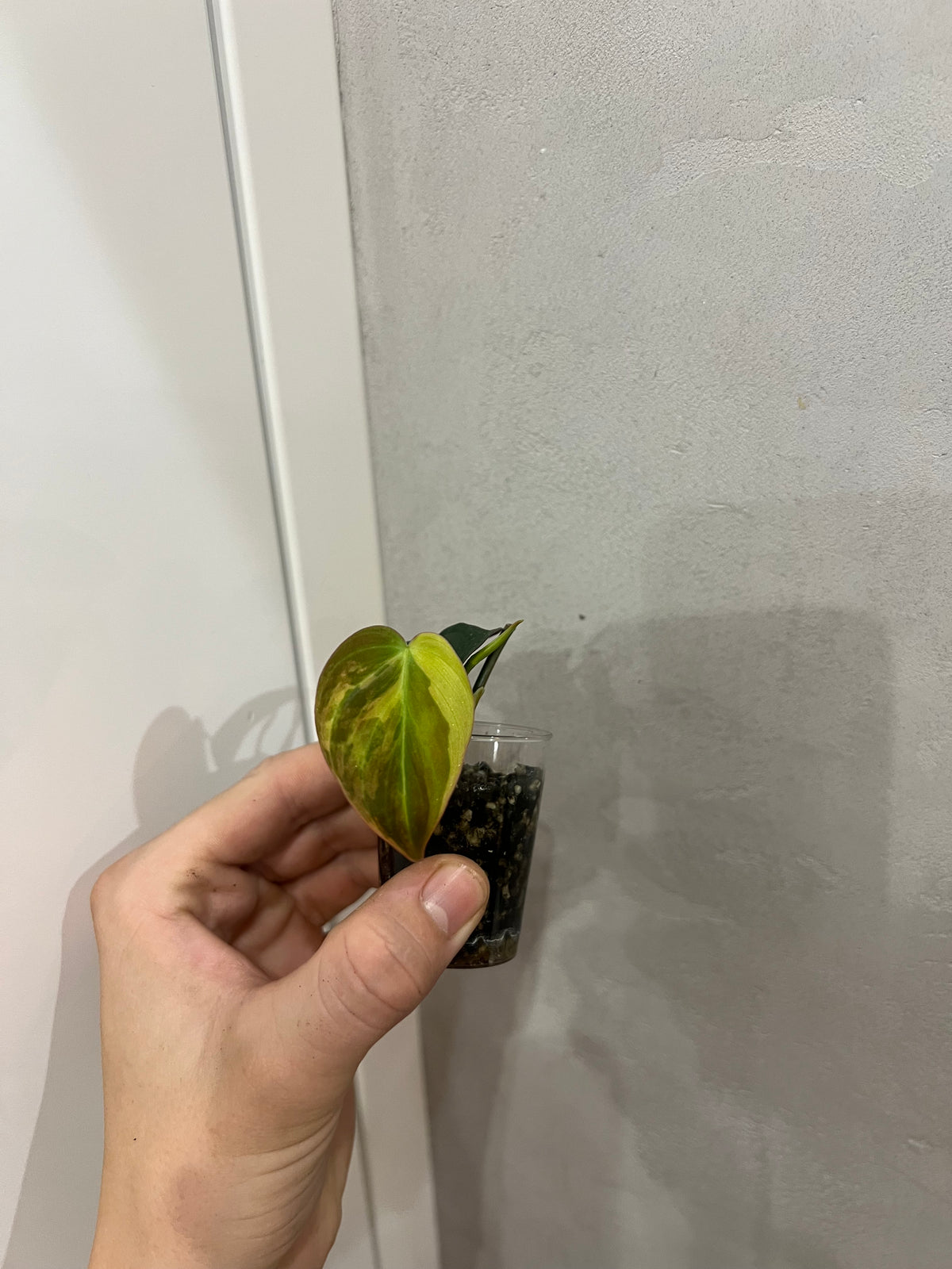 Philodendron micans aurea variegated