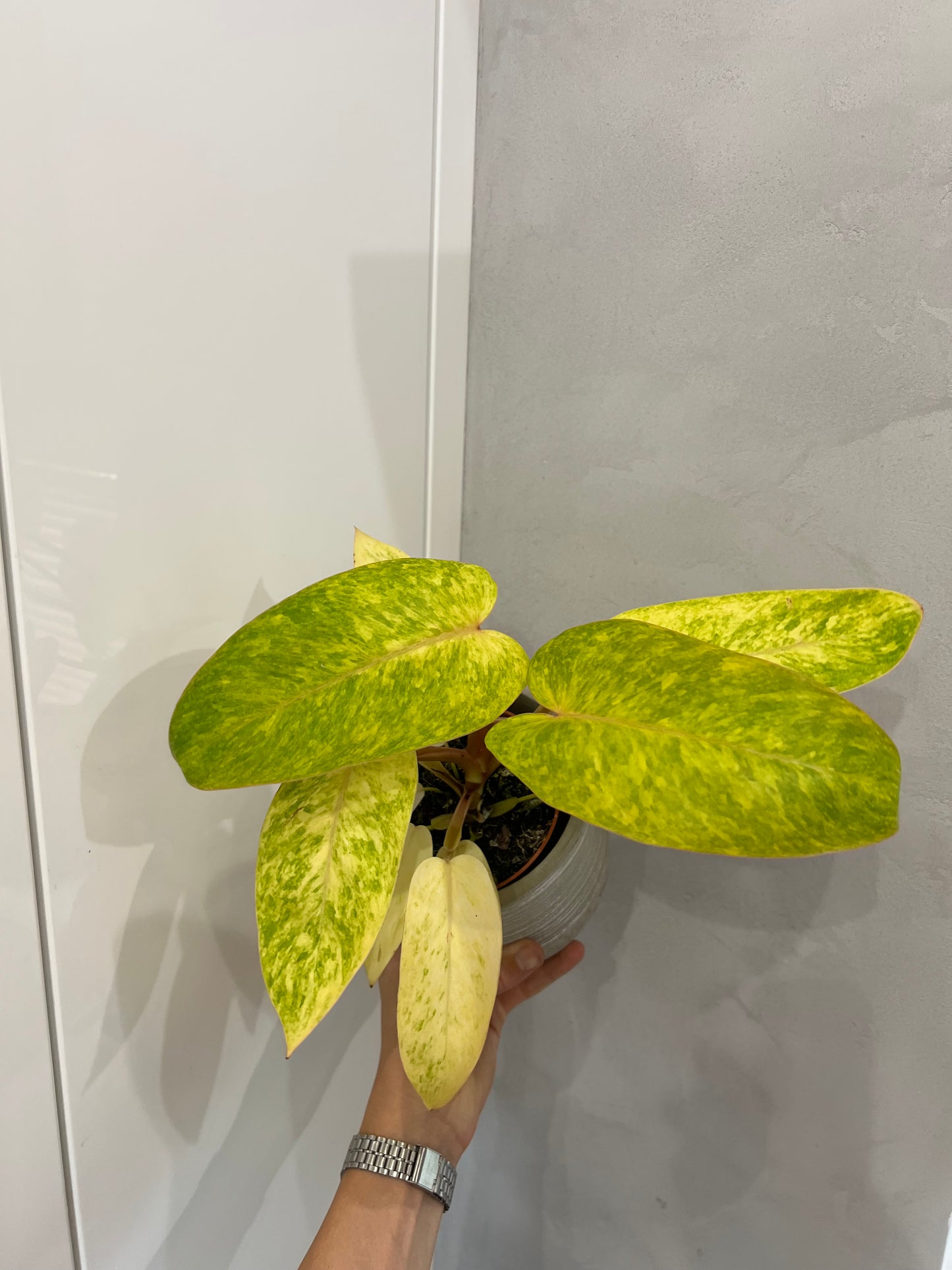 PHILODENDRON PAINTED LADY