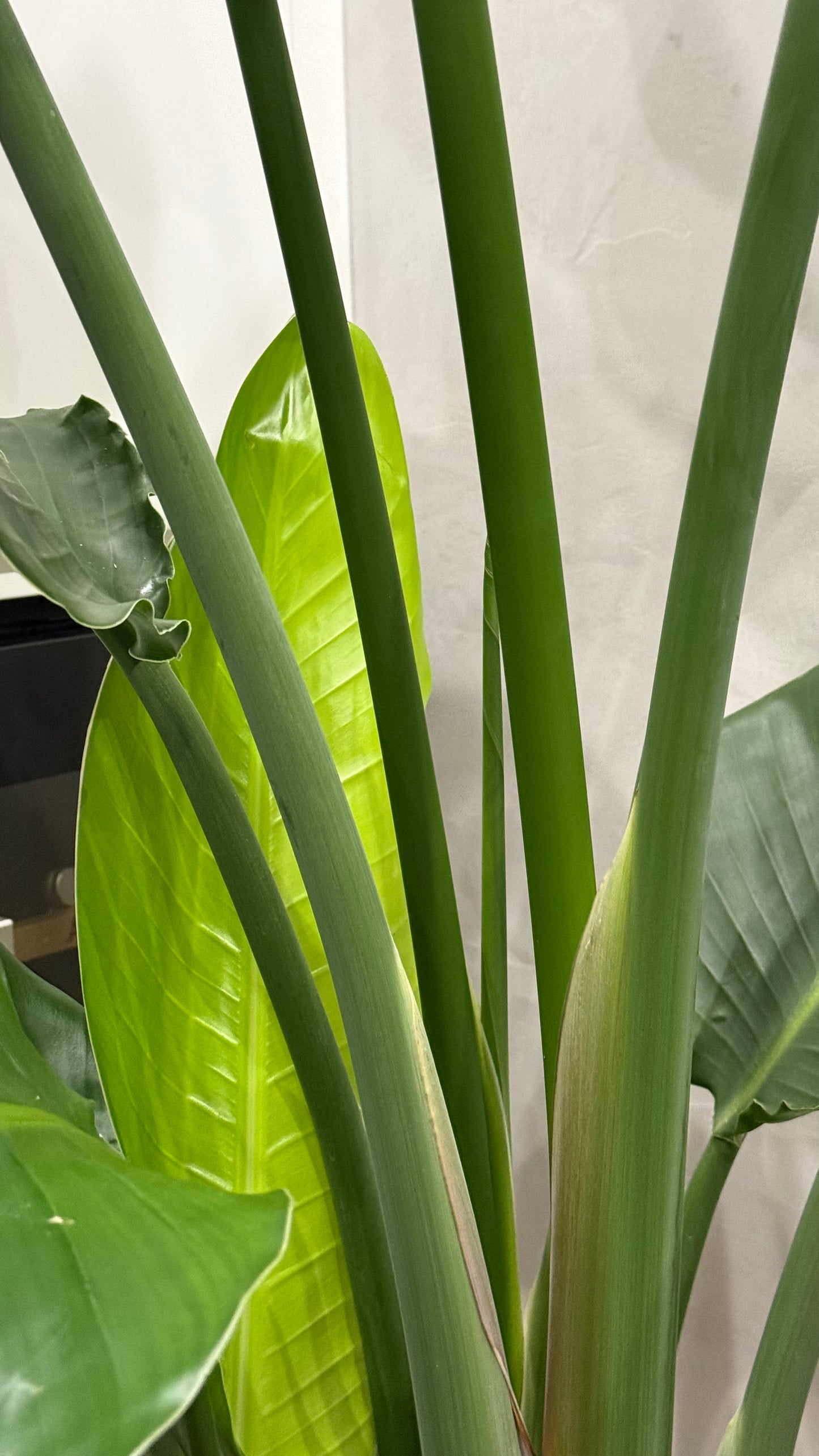 Strelitzia Nikolai (190-200cm) -na dotaz