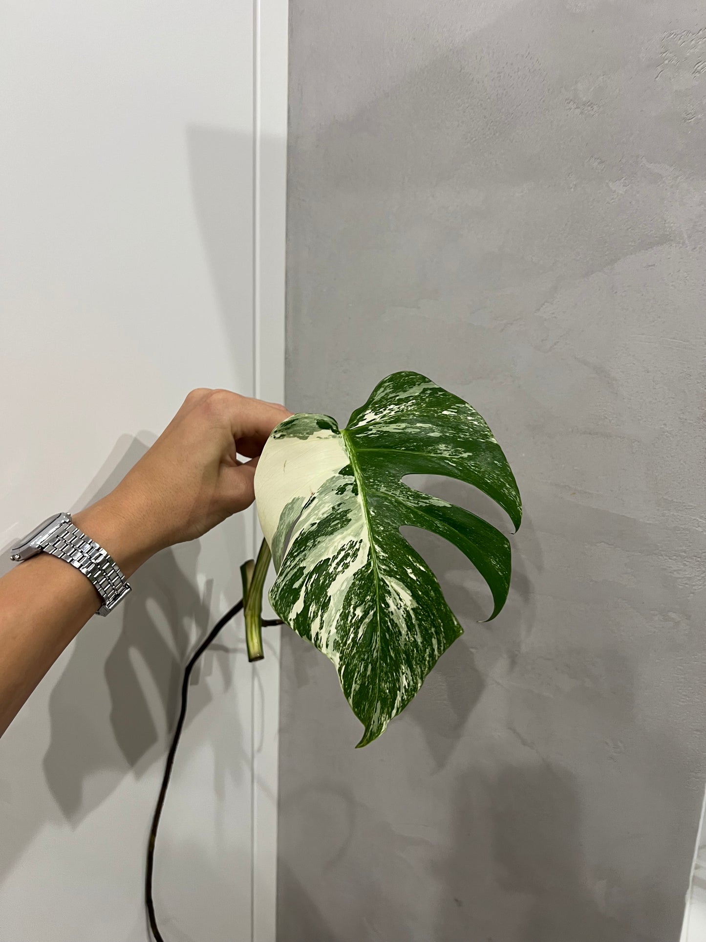 Monstera albo