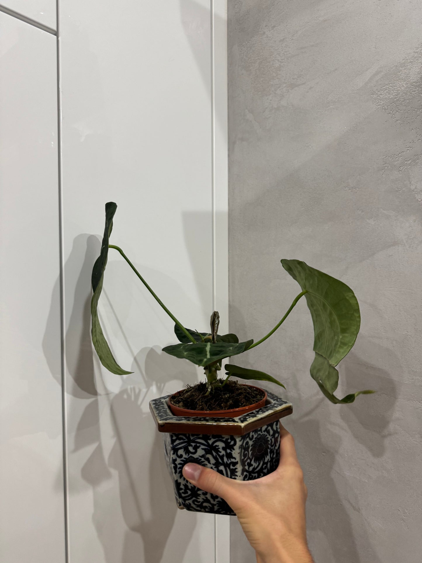 Anthurium forgetii