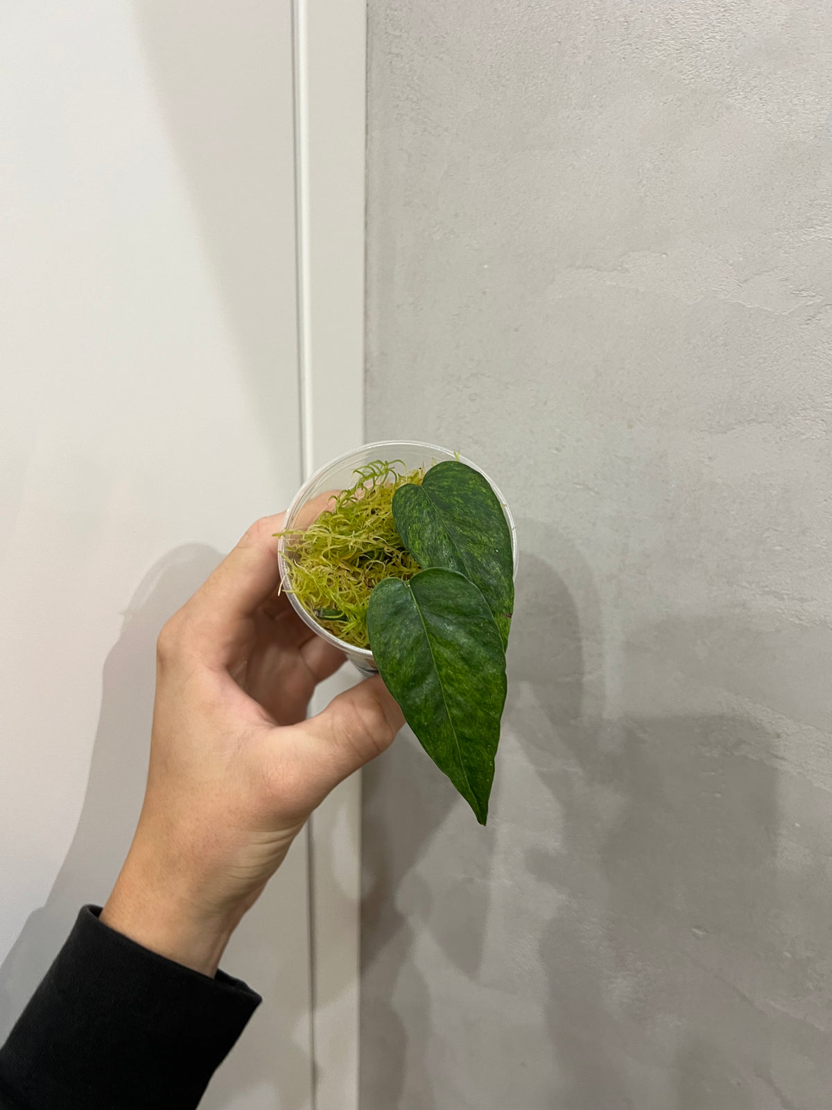 Epipremnum pinnatum yellow mint variegated