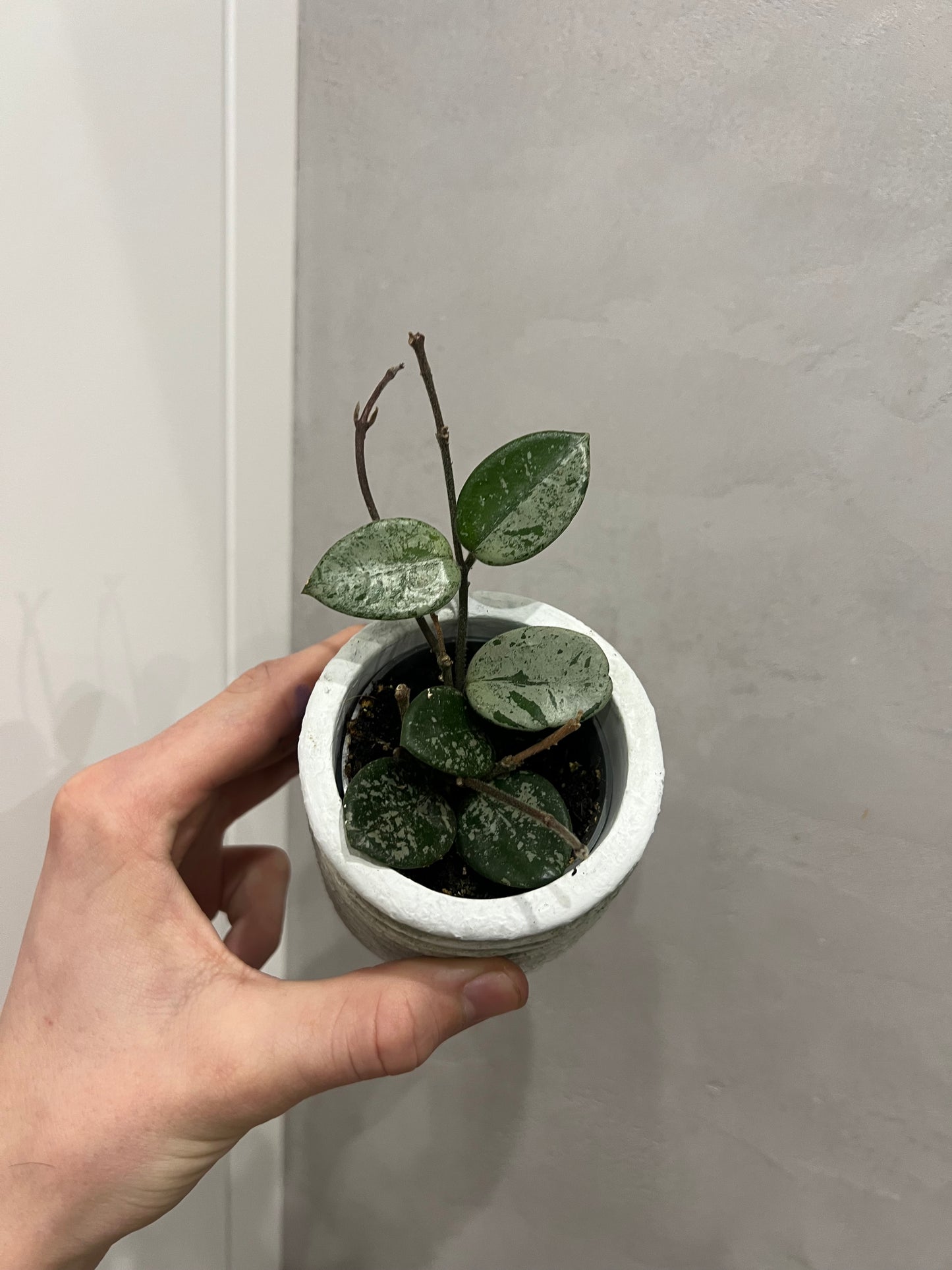 MINI Hoya mathilde splash