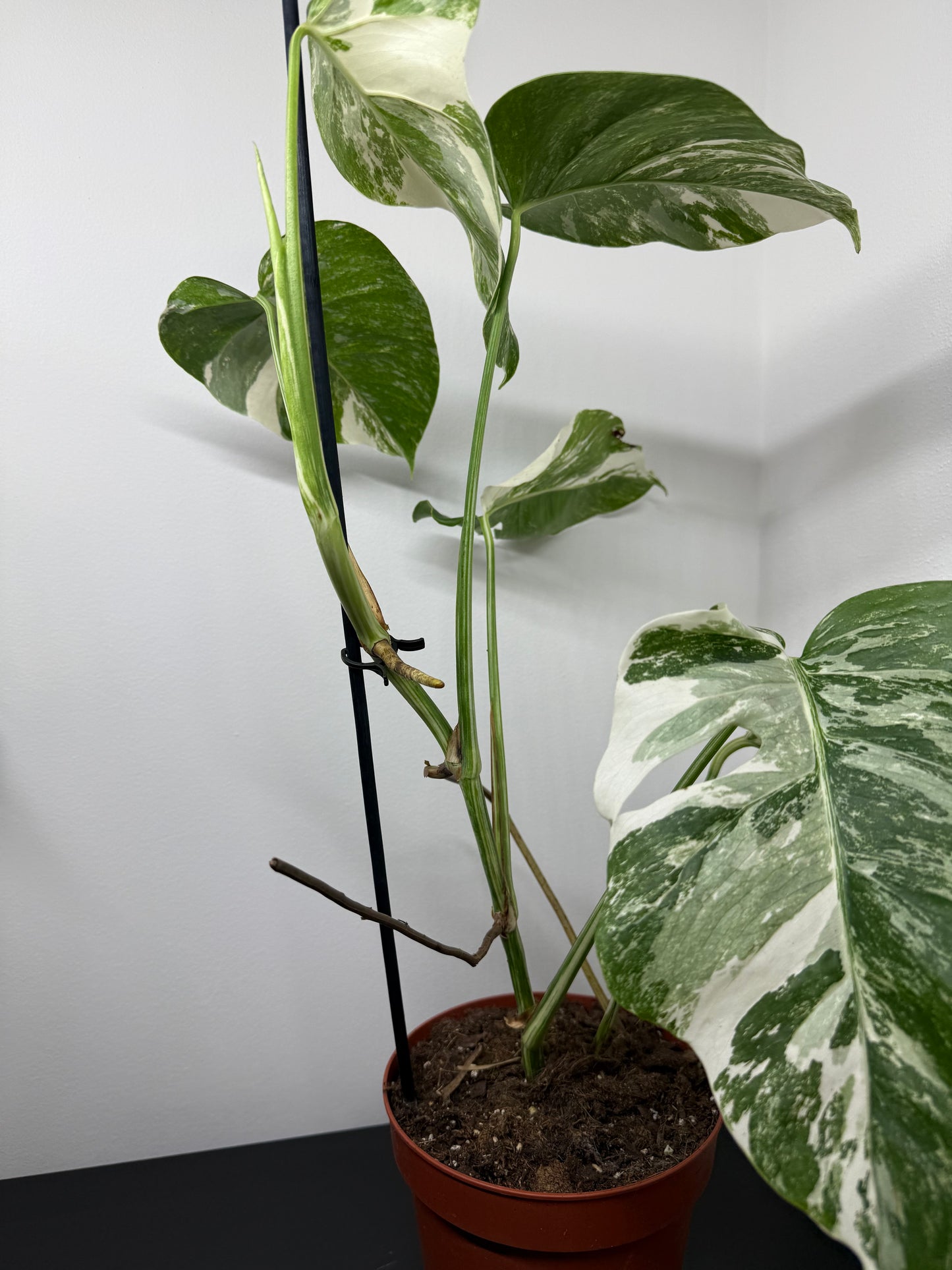Monstera albo