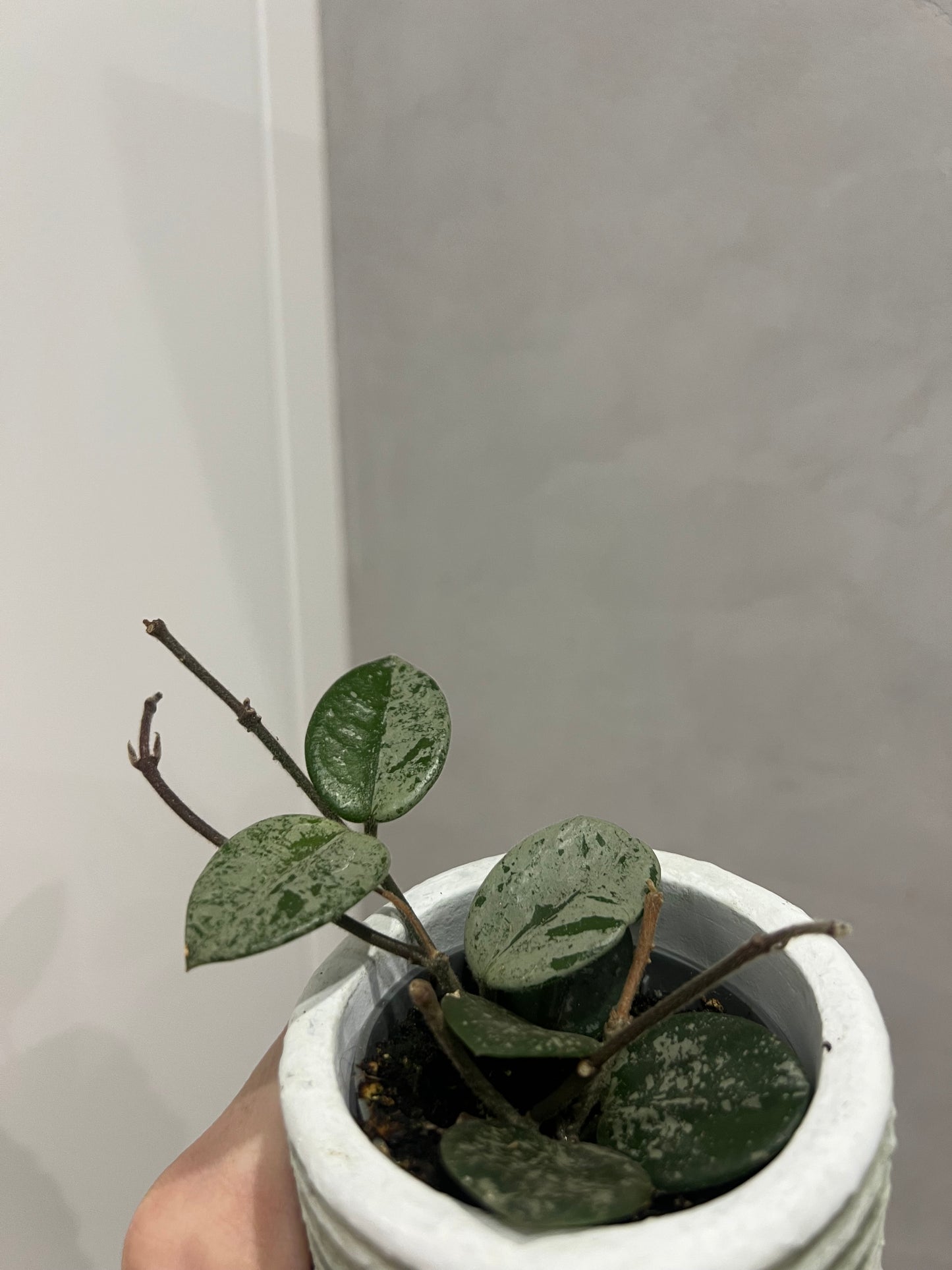 MINI Hoya mathilde splash