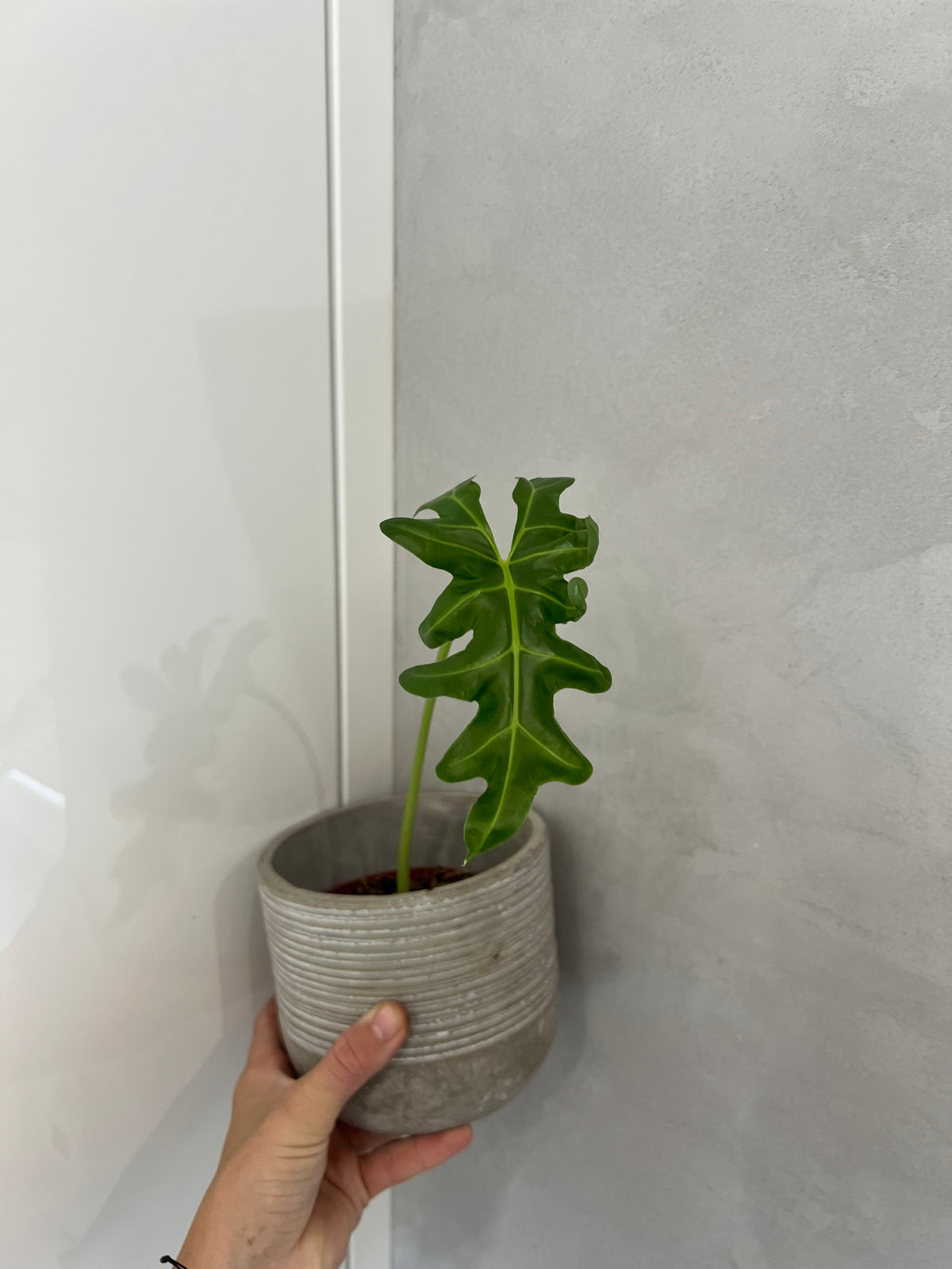 Alocasia portie