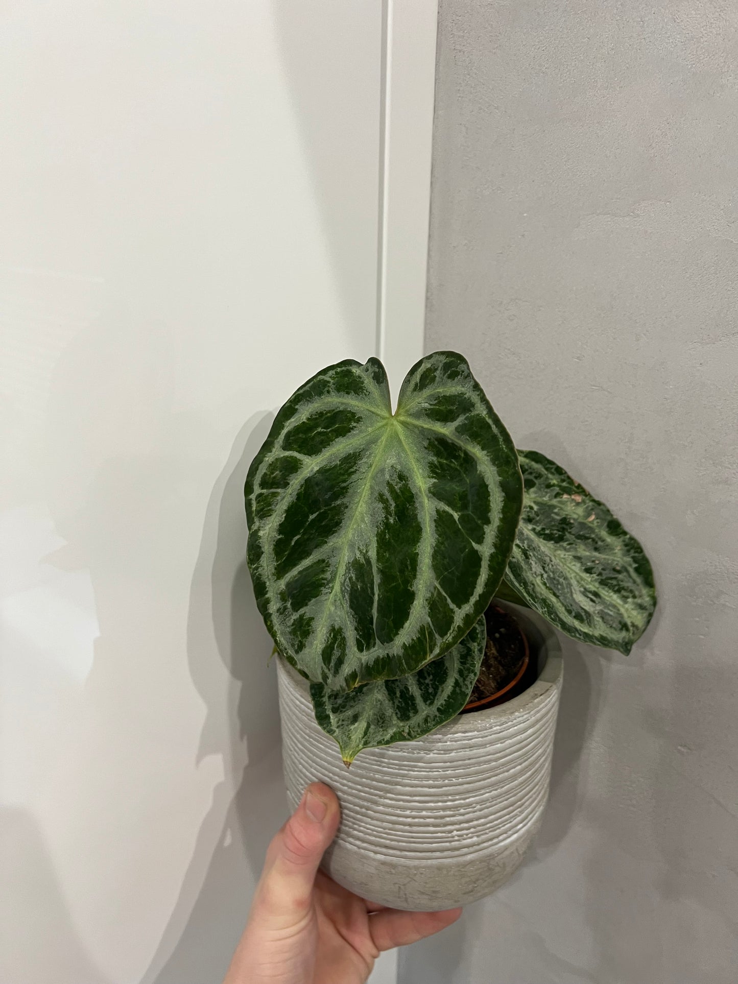 Anthurium Silver Blush Mint