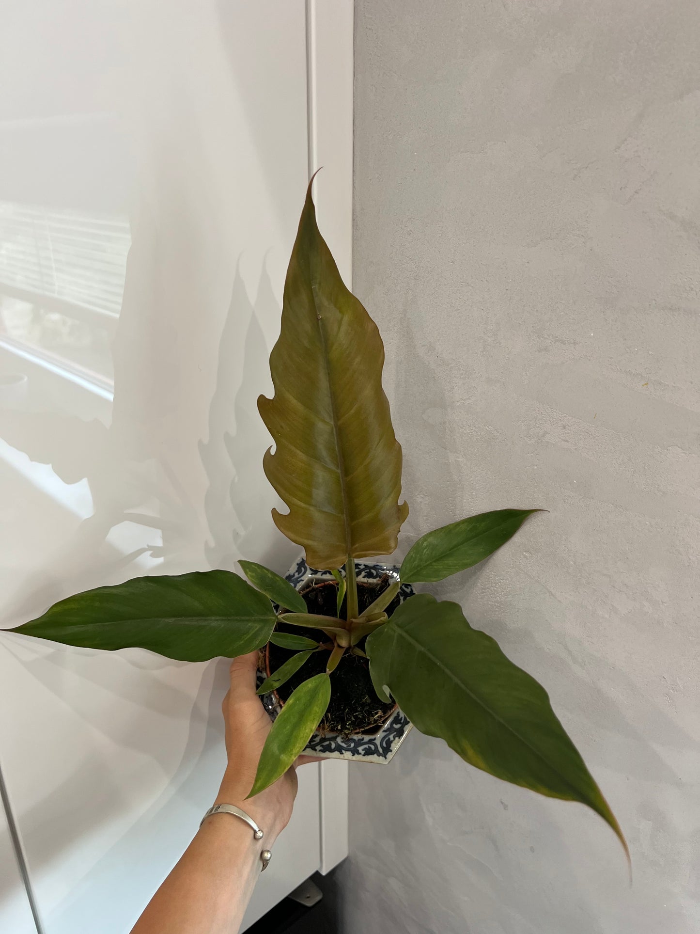 Philodendron Choco empress