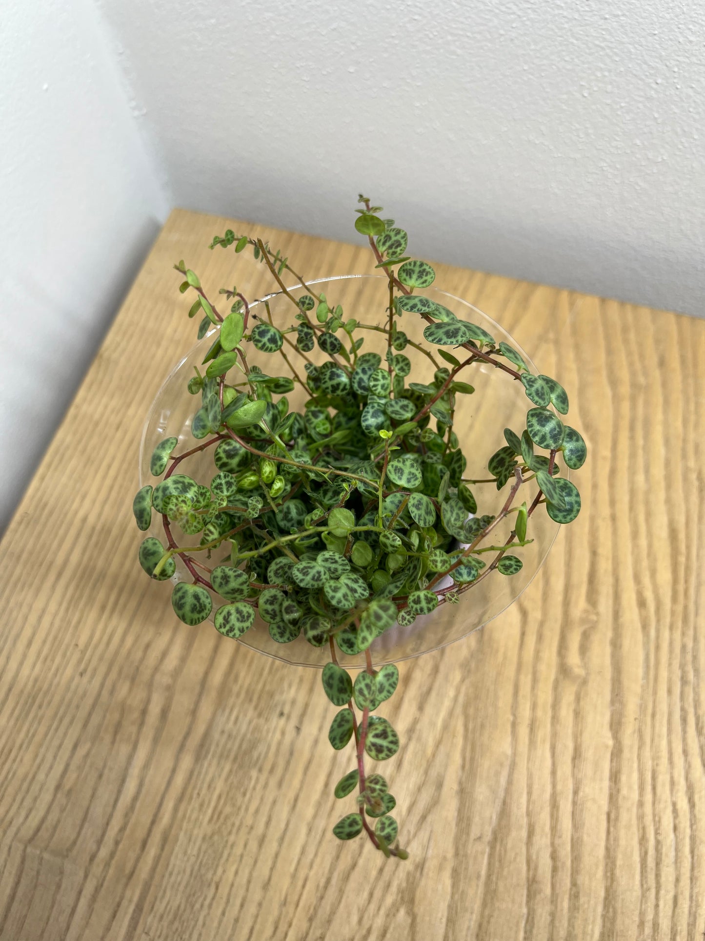 Peperomia prostrata
