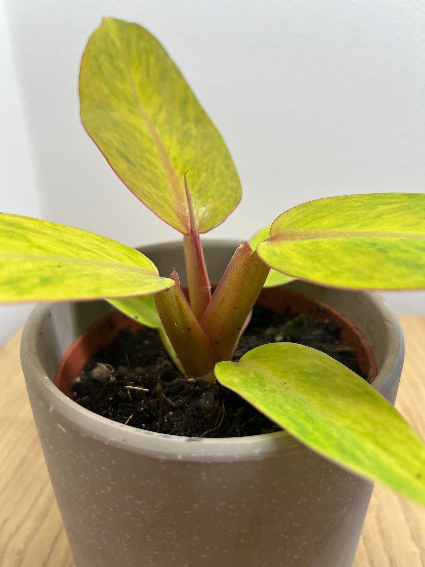 Philodendron orange marmalad