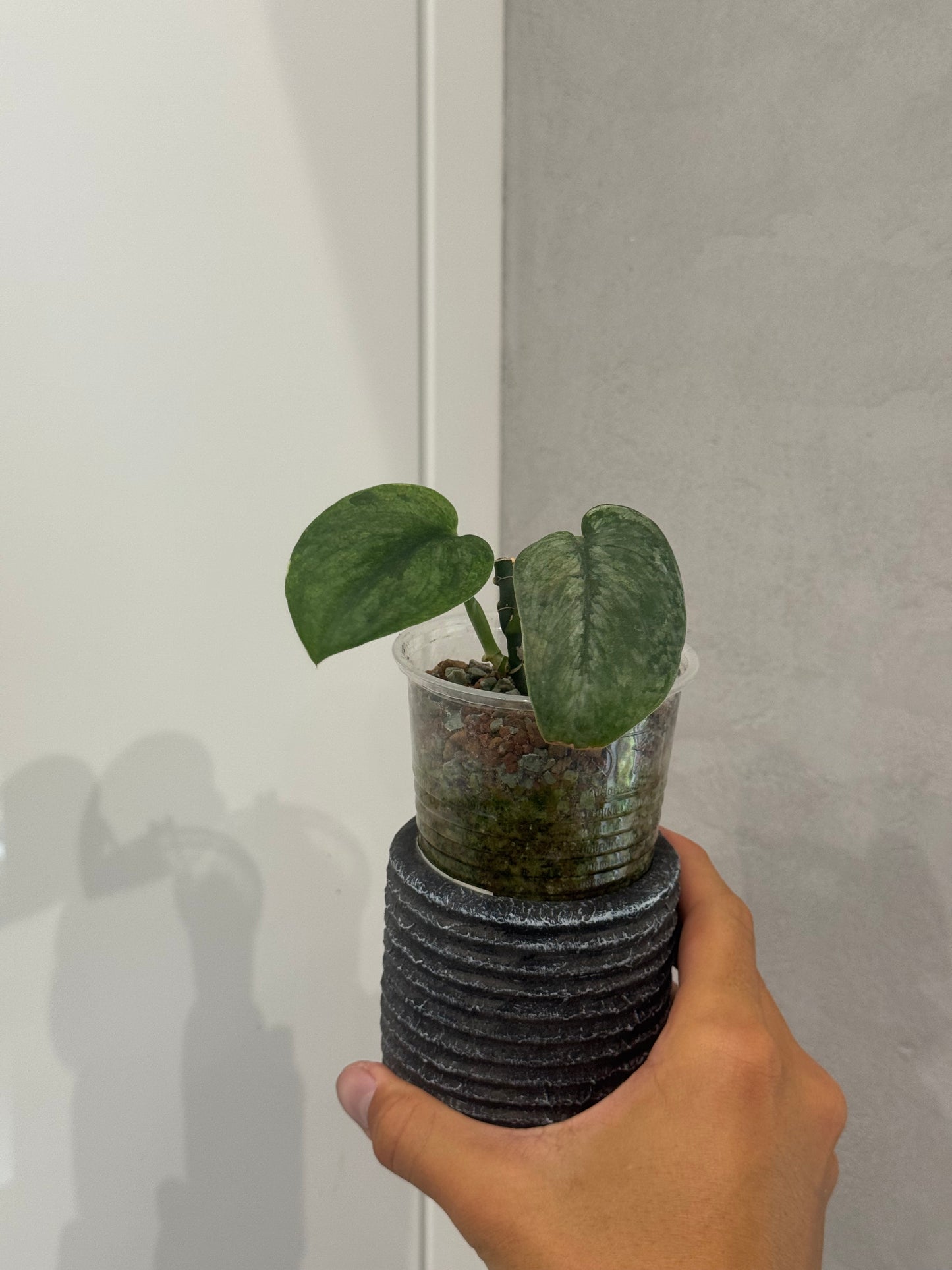 Scindapsus silver dark cloud var