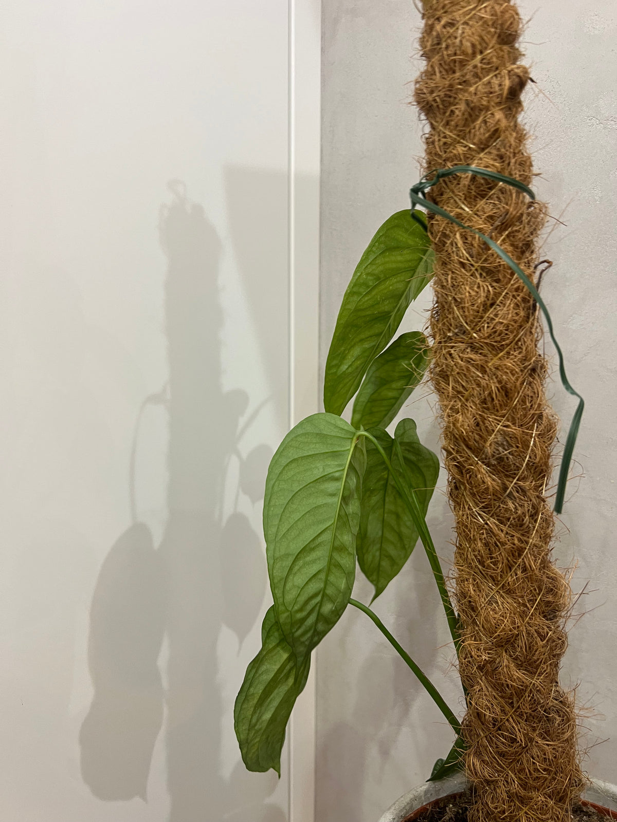 Monstera siltapecana el salvador