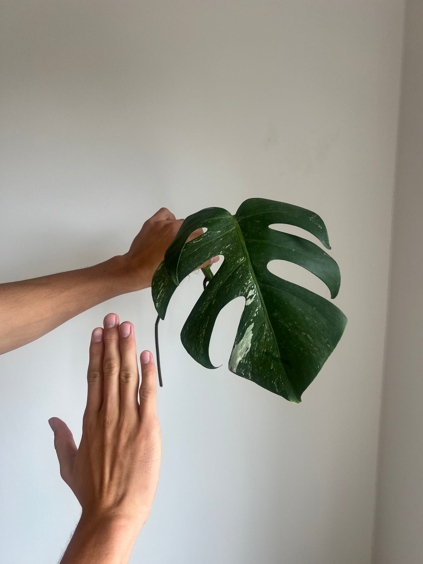 Monstera albo velké řízky