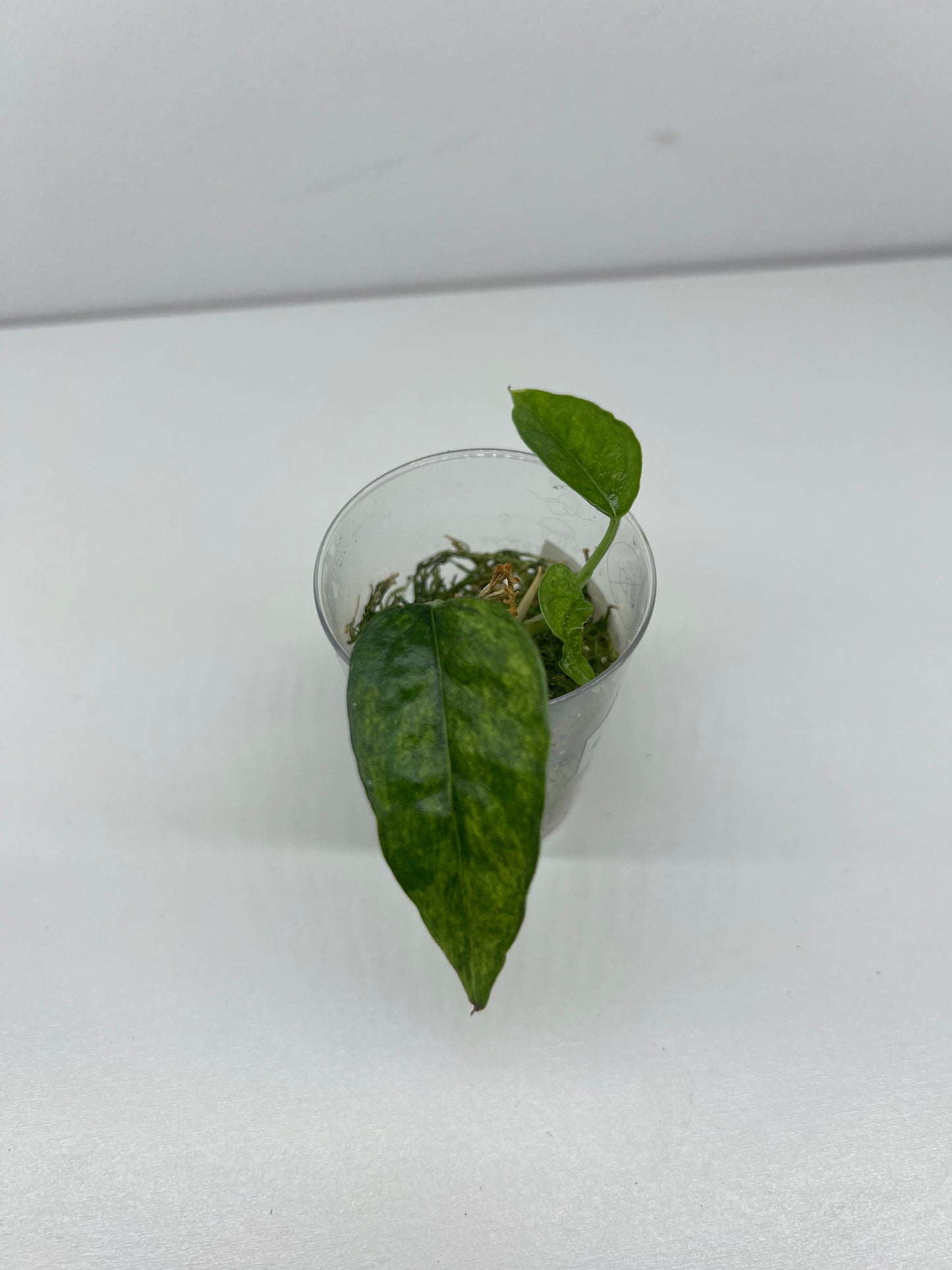 Epipremnum pinnatum 'Yellow Mint'