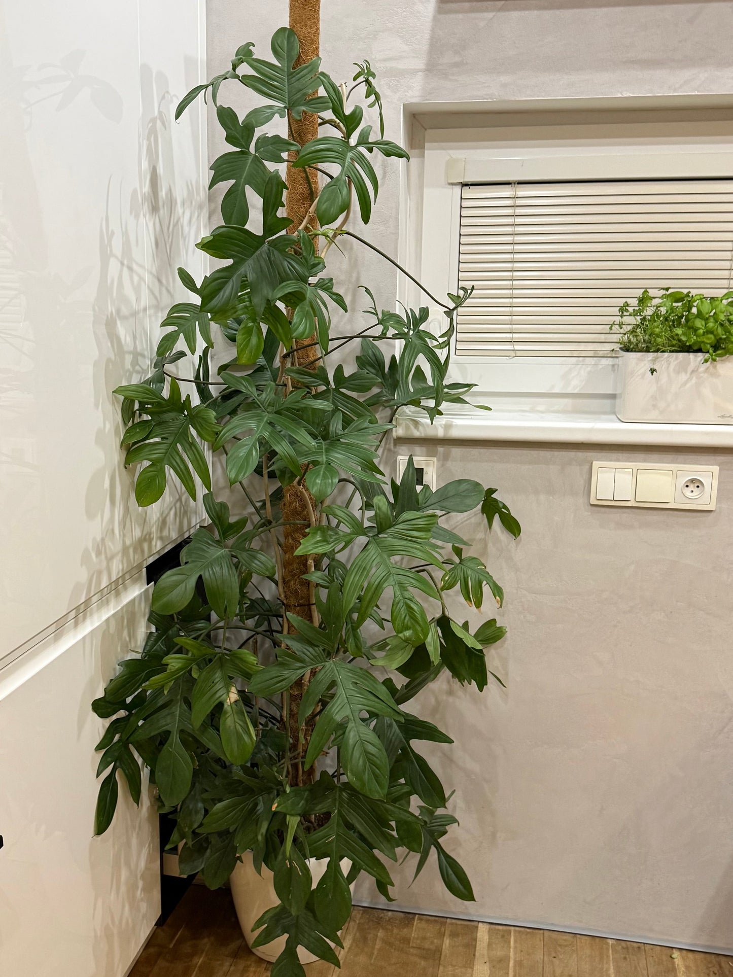 Philodendron pedatum 180cm -na dotaz