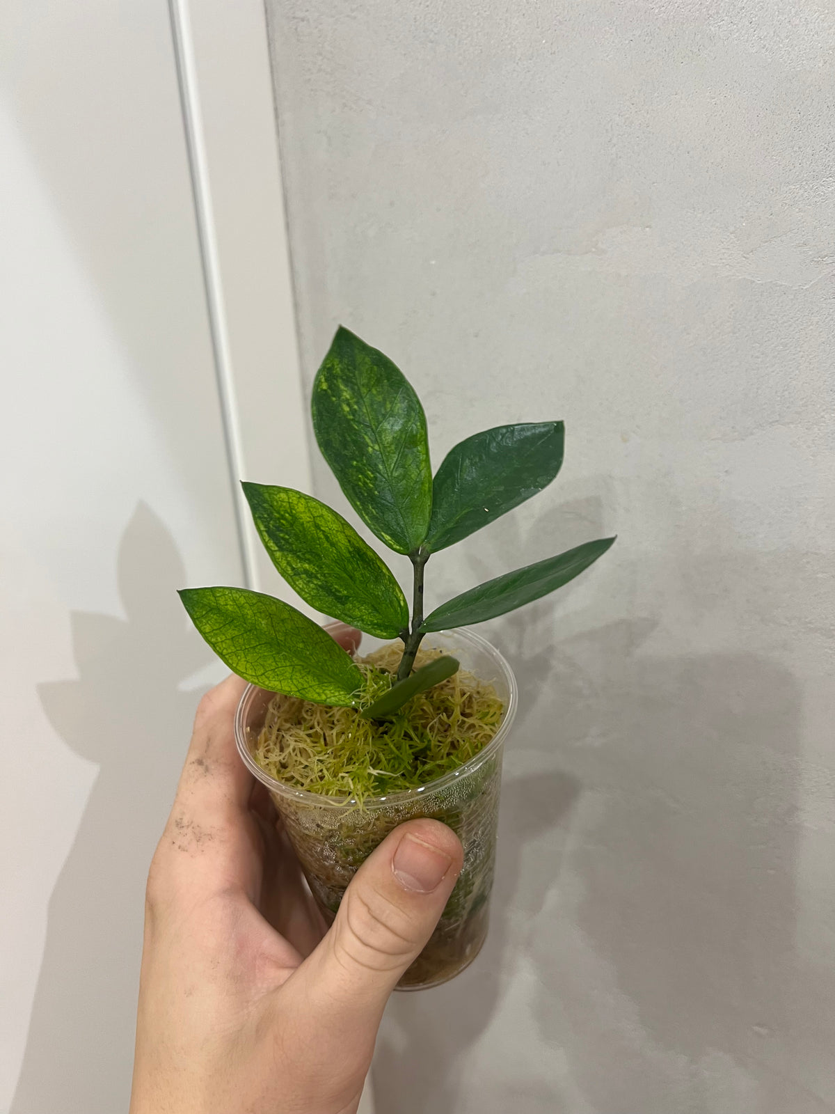 Zamioculcas chameleon variegated