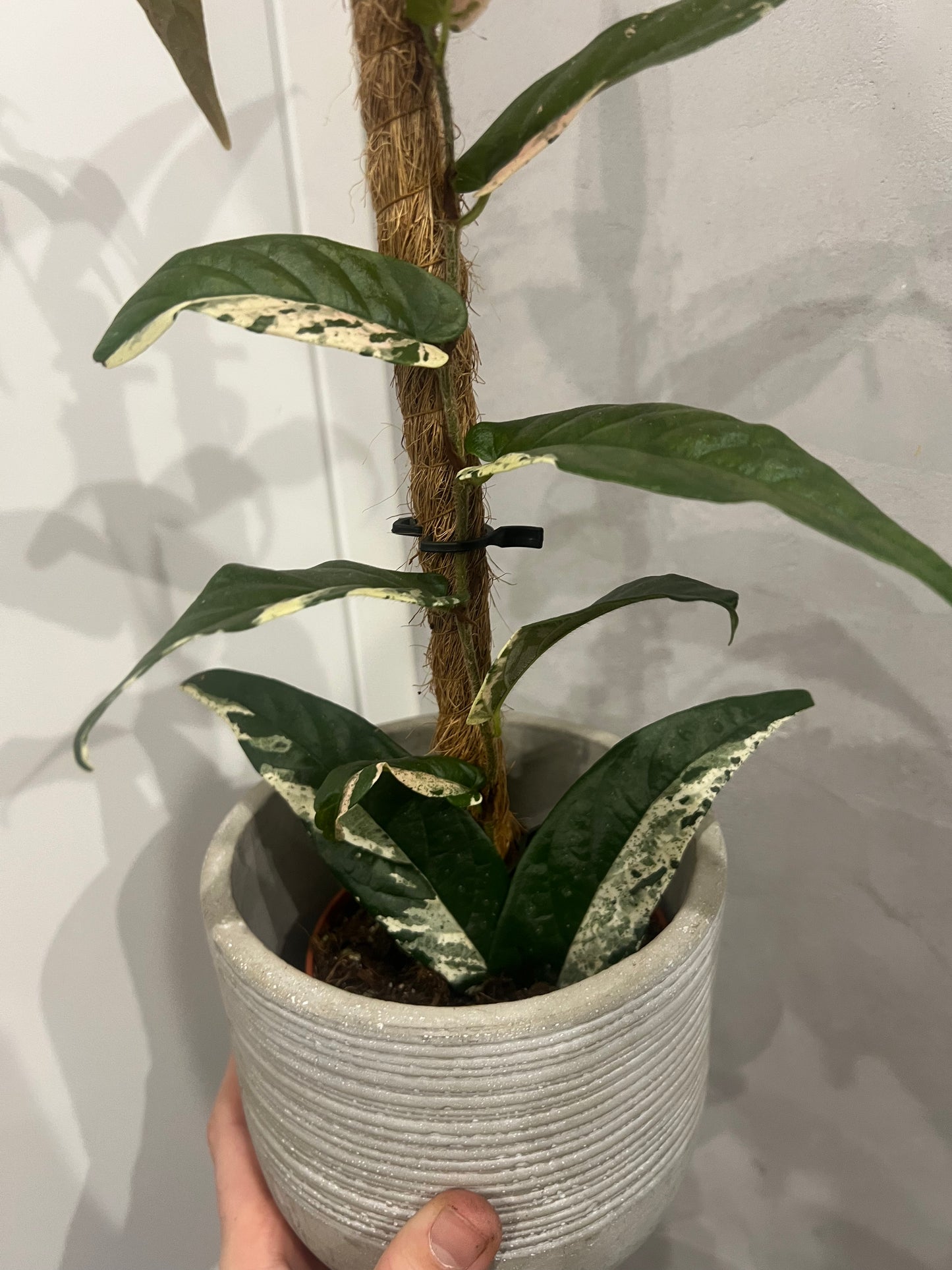 Ficus Sagittata Pink Variegata