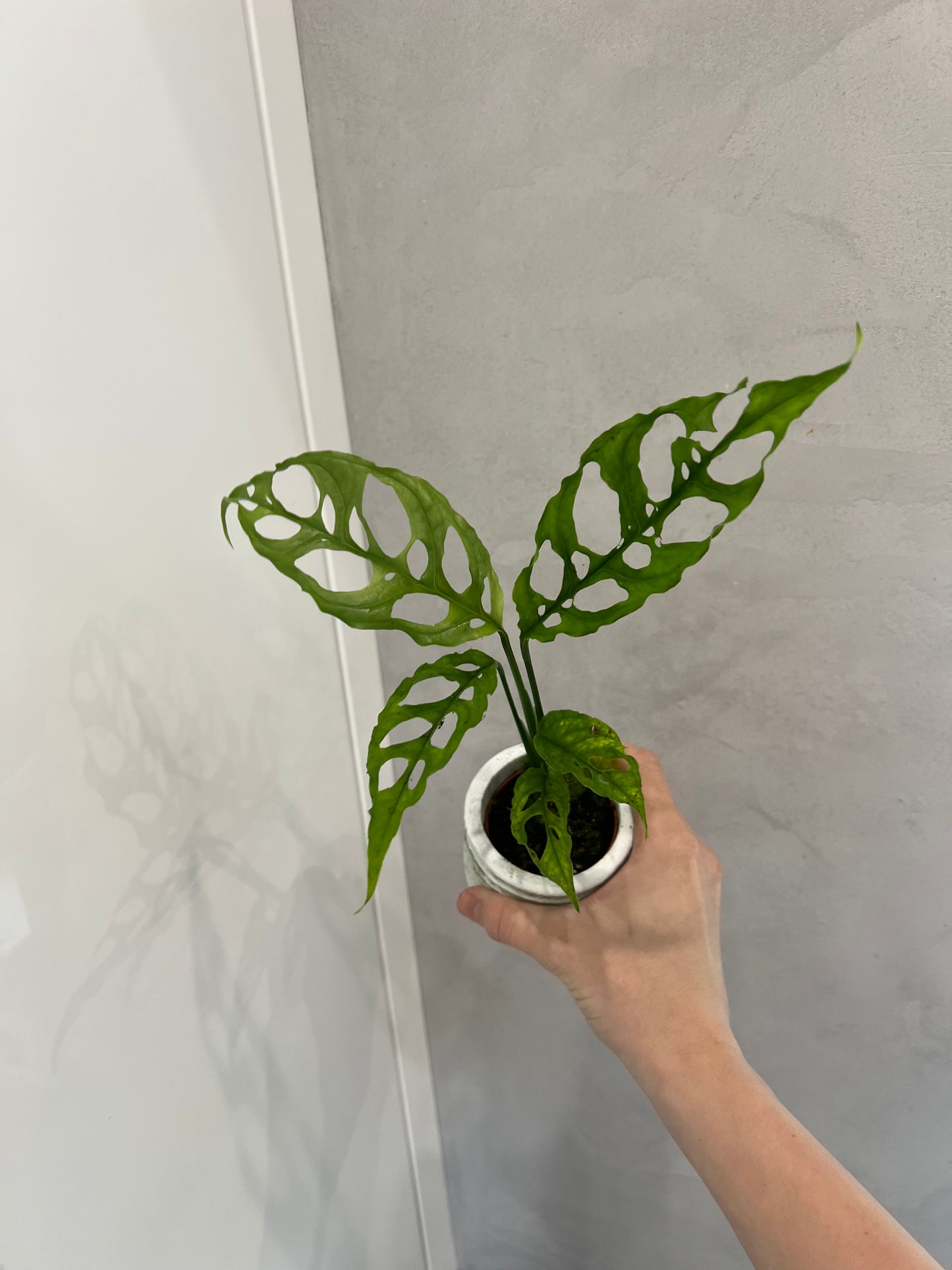 Monstera obliqua