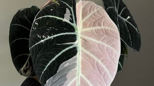 Alocasia Black Velvet Variegata: Sametová temnota s kapkami světla