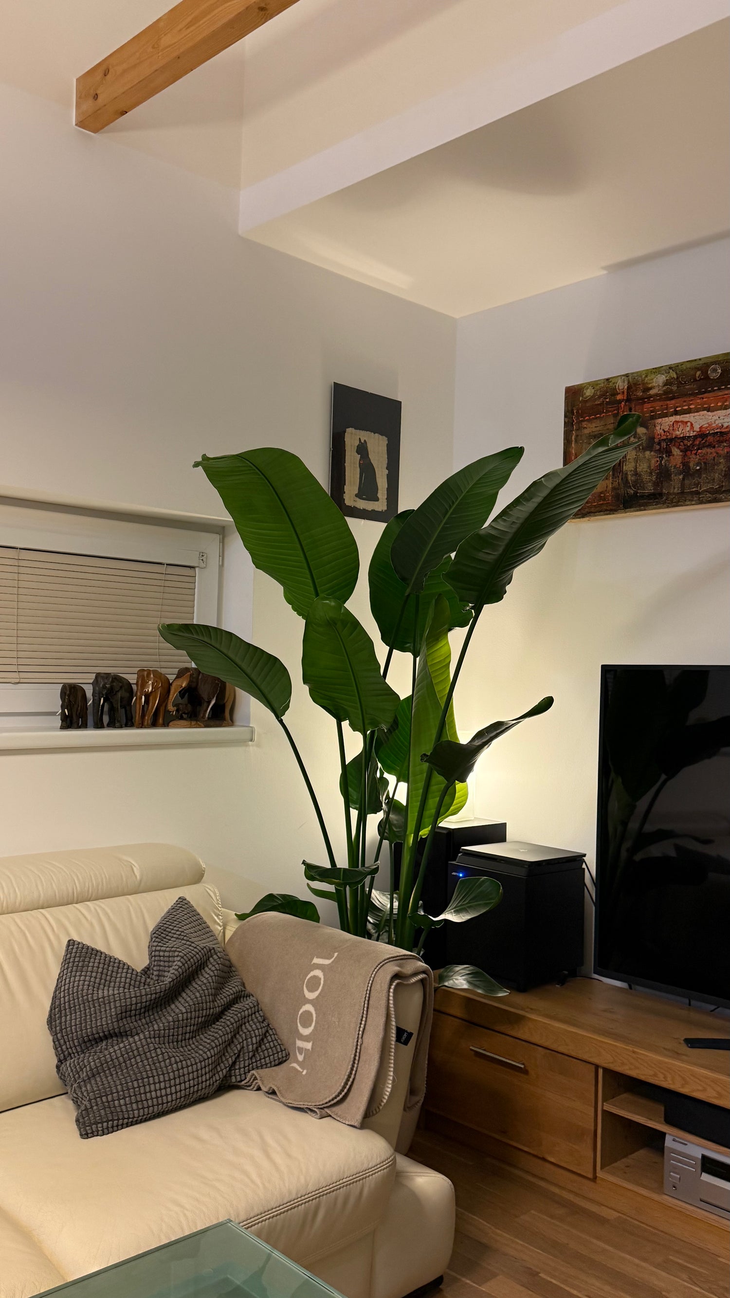 Veliké solitérní rostliny