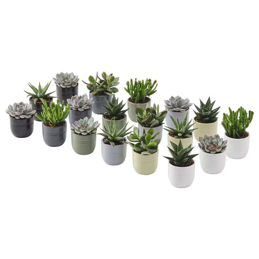 MINI plants