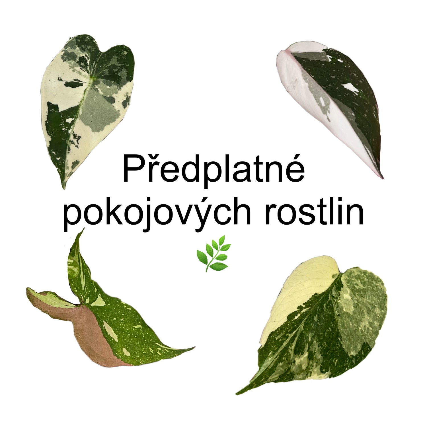 Předplatné pokojových rostlin