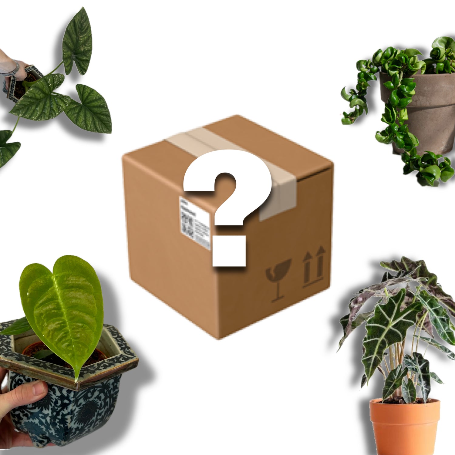 Mystery boxy