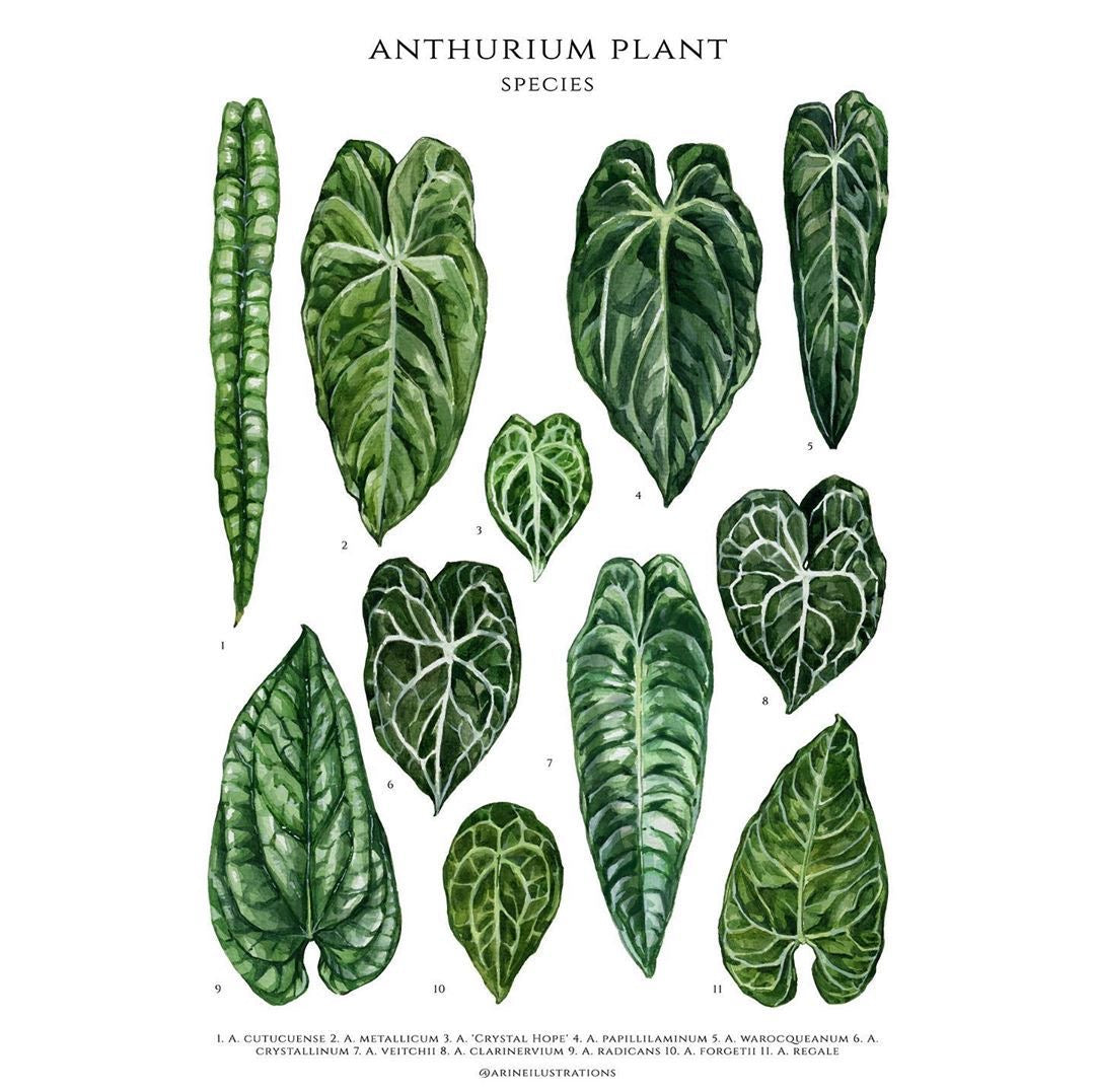 Anthurium