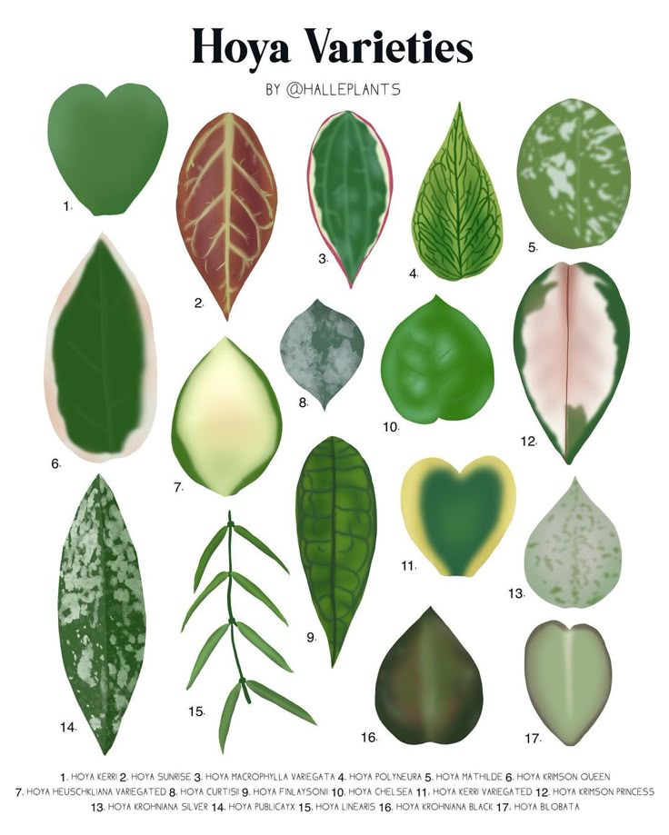 Hoya
