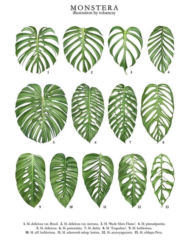 Monstera