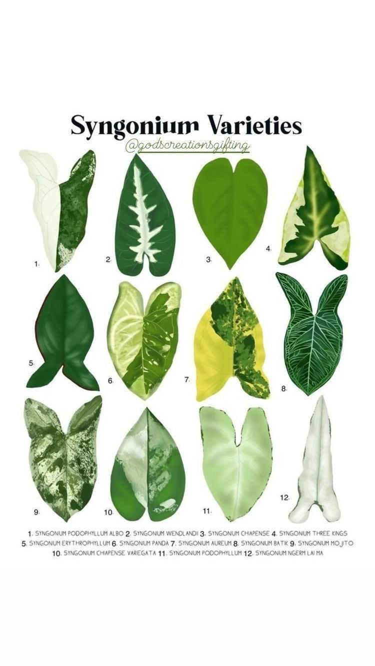 Syngonium