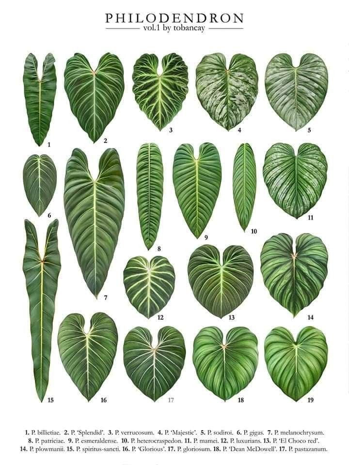 Philodendron