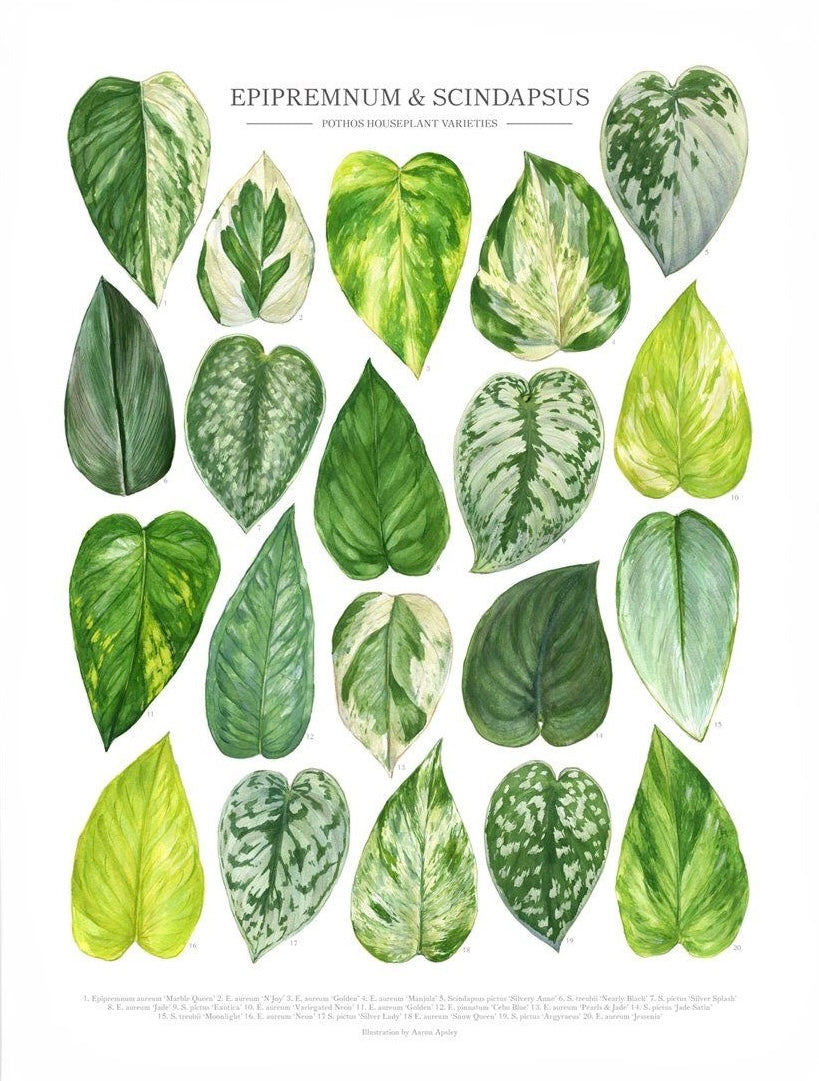 Epipremnum