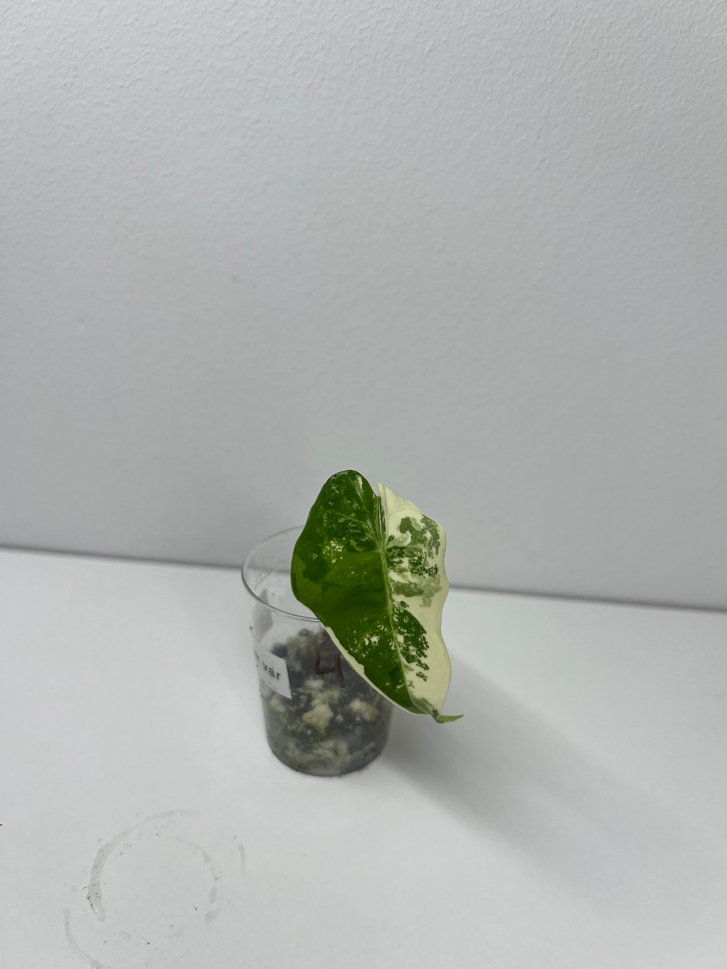 Alocasia frydek variegated