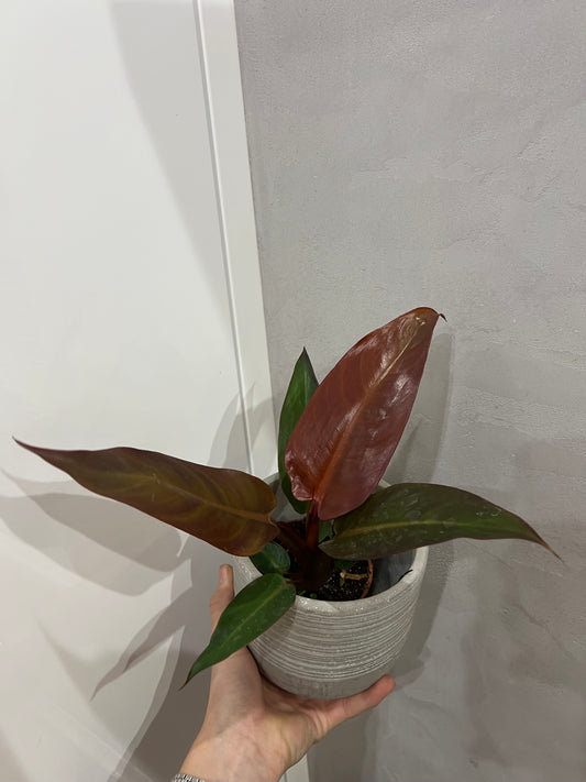Philodendron Red Sun
