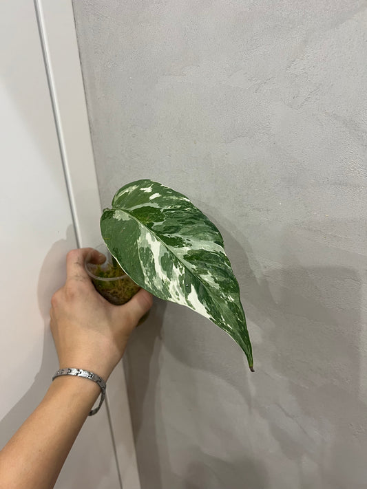 Epipremnum pinnatum albo