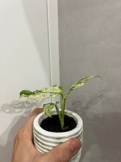 Monstera frozen frecklies