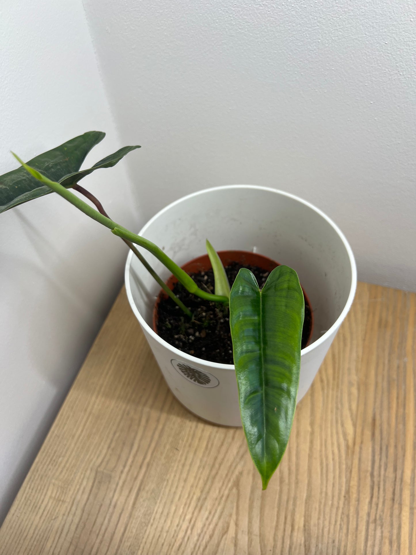 Philodendron Felix