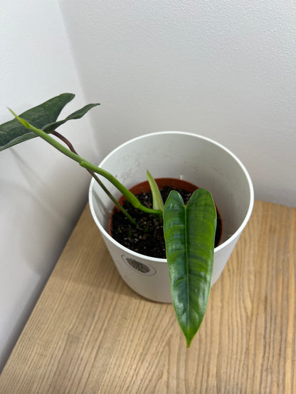 Philodendron Felix