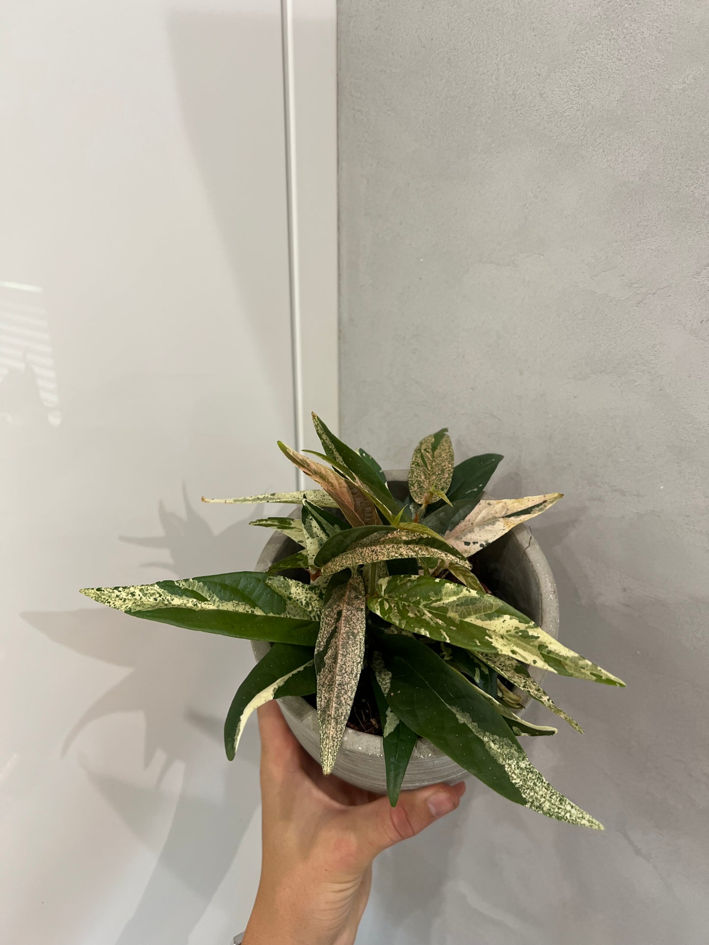 ficus sagittata pink variegata