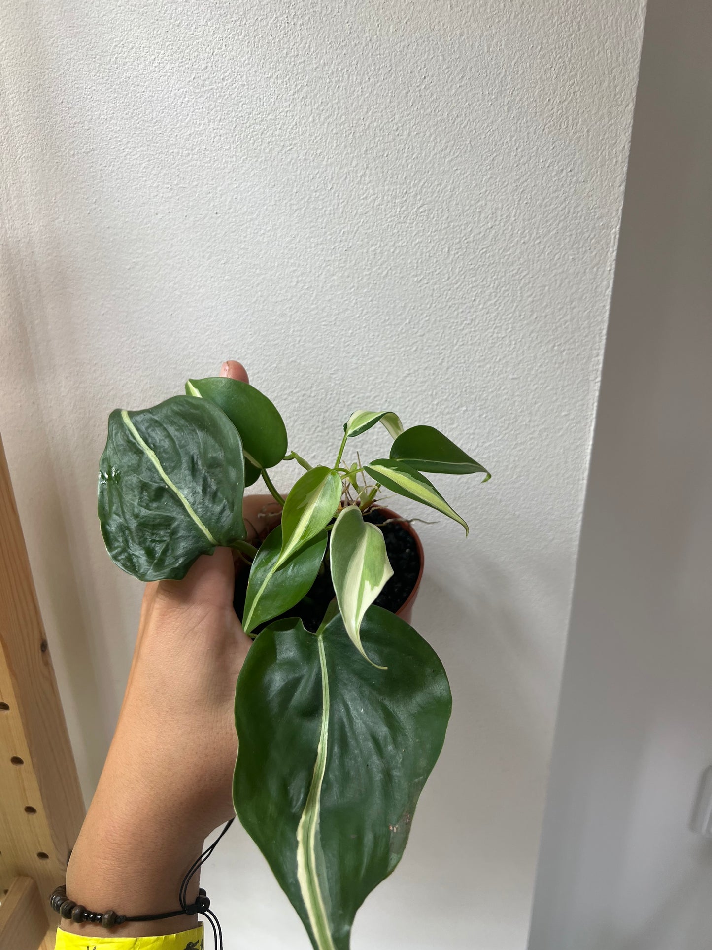 Philodendron cream splash