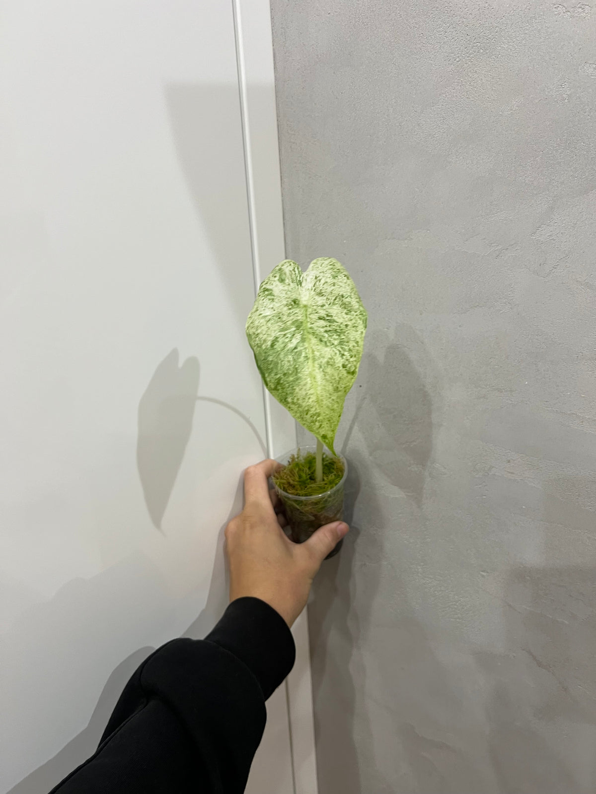 Alocasia Macrorrhiza Splash