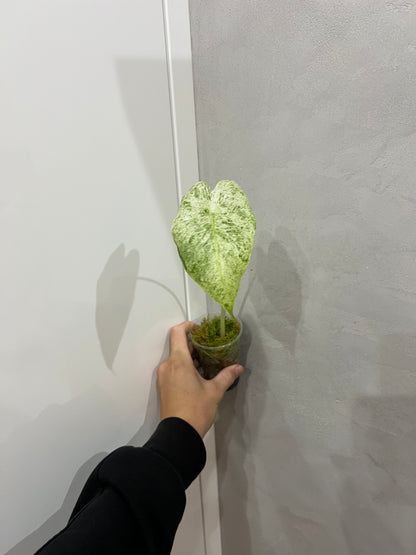 Alocasia Macrorrhiza Splash