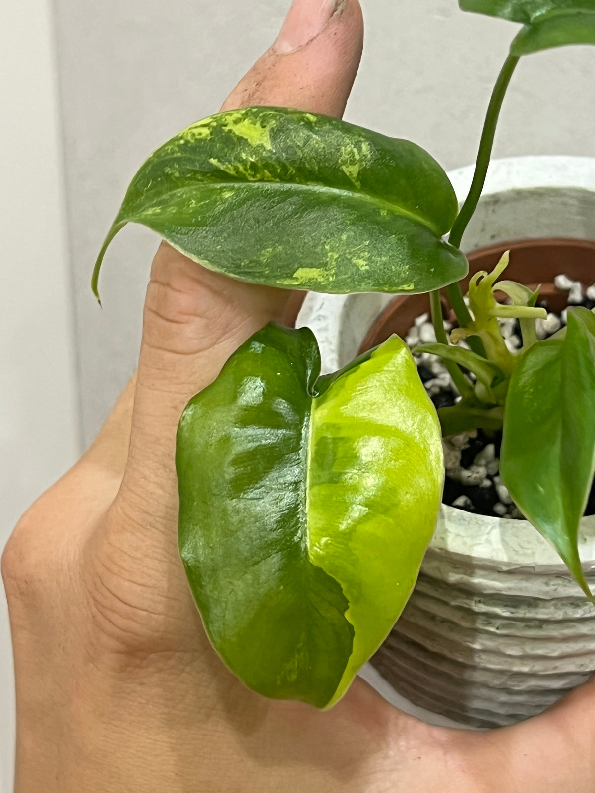 Philodendron burle marx variegated