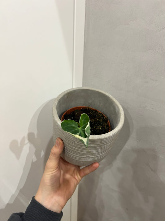 Alocasia mickie mouse