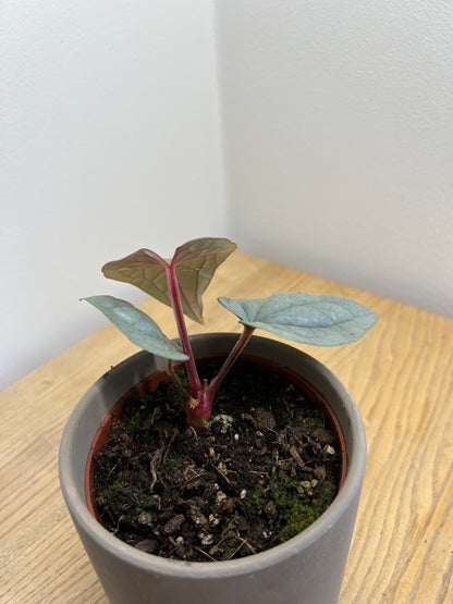 Anthurium Andreanum Luxurians