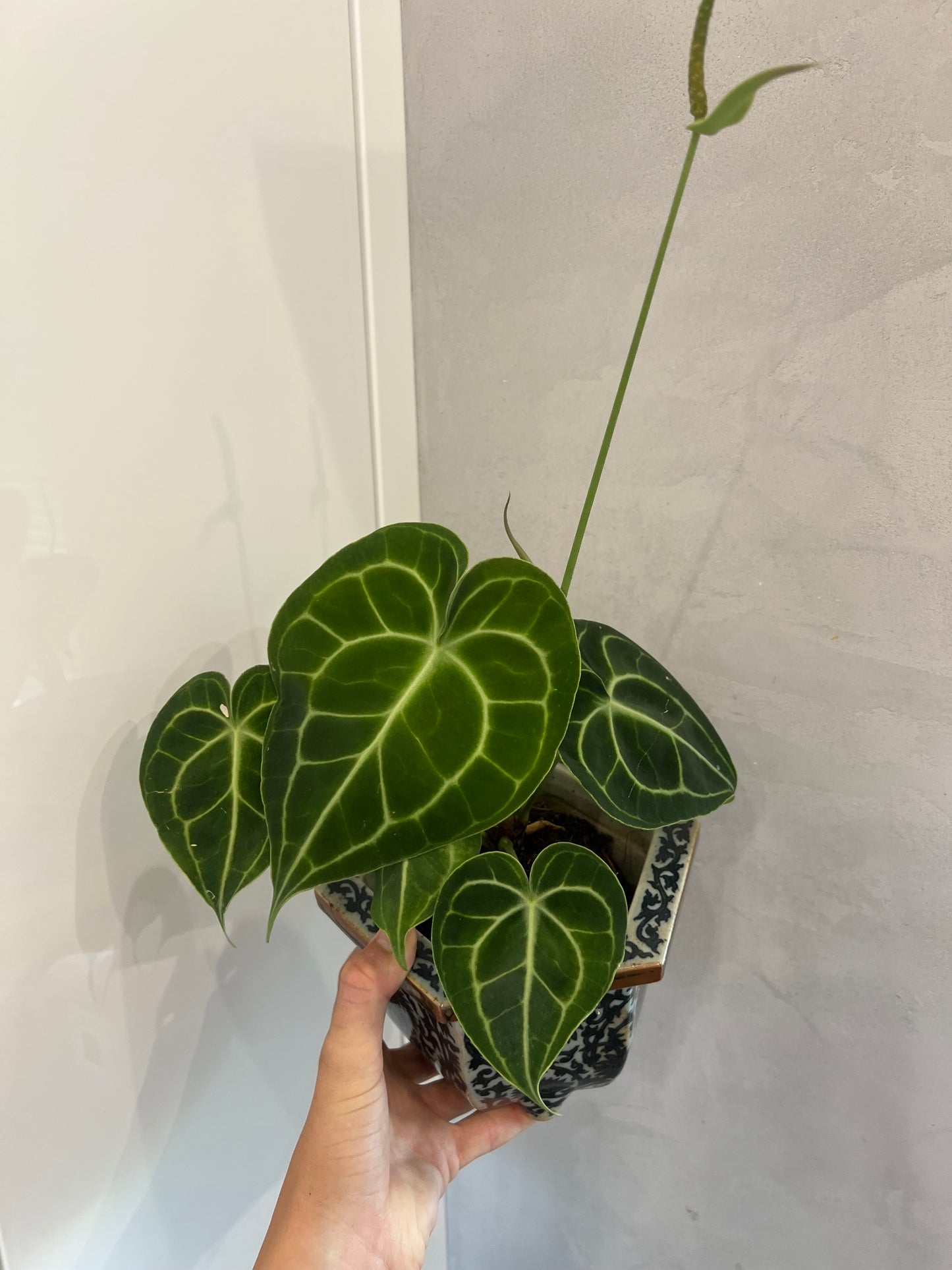 Anrhurium