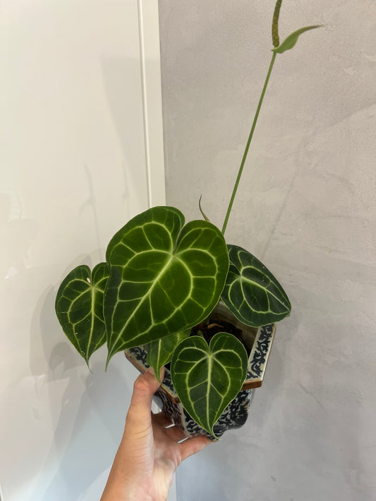 Anrhurium