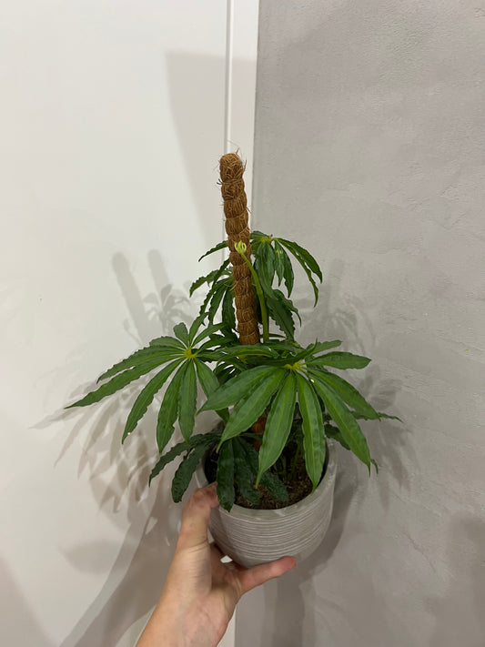 anthurium polyschistum