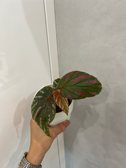Begonia brevirimosa
